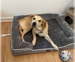Small #29 Retriever  Mix
