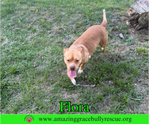 Flora - Female American Pit Bull Terrier-Unknown Mix Dog for Adoption - Photo #3
