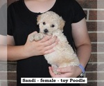 Small #2 Poodle (Toy)
