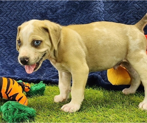 Medium Photo #12 Catahoula Leopard Dog Puppy For Sale in CUMBY, TX, USA