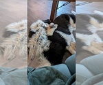 Small #1 Newfoundland