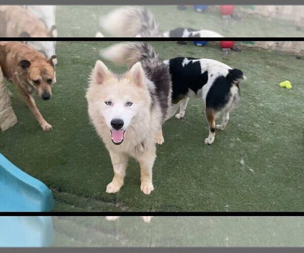 Medium Photo #1 - Mix Puppy For Sale in Newport Beach, CA, USA