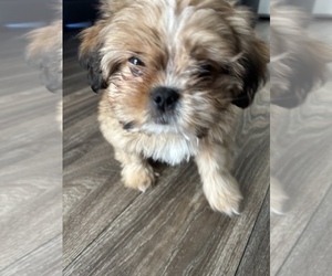 Shih Tzu Puppy for sale in SAN FRANCISCO, CA, USA
