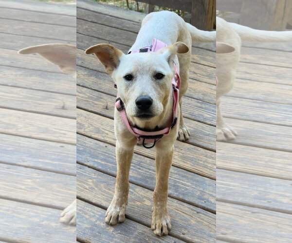 Medium Photo #5 Mutt Puppy For Sale in Mouth Of Wilson, VA, USA