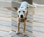 Small #4 Mutt
