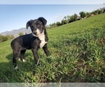 Small Photo #2 Borador Puppy For Sale in CO SPGS, CO, USA
