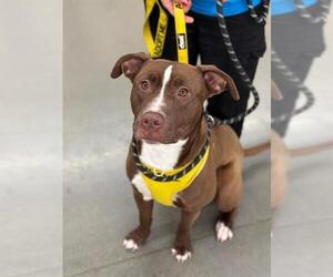 Labrador Retriever-Unknown Mix Dogs for adoption in Palmetto, FL, USA
