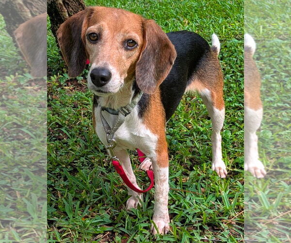 Medium Photo #3 Beagle Puppy For Sale in Dunnellon, FL, USA