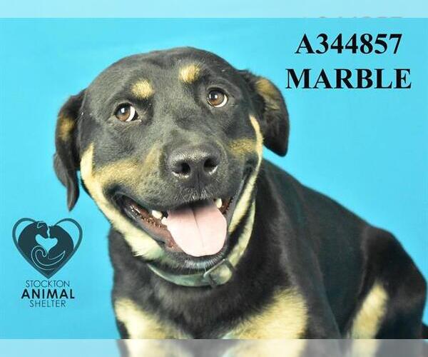 Medium Photo #1 Rottweiler Puppy For Sale in Stockton, CA, USA