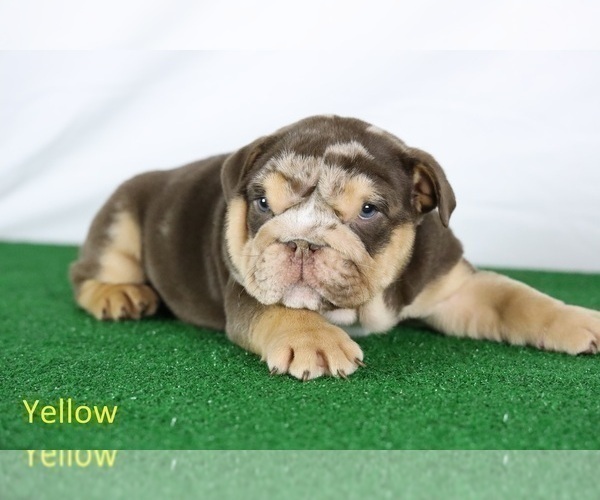 Medium Photo #1 Bulldog Puppy For Sale in BOSWELL, IN, USA
