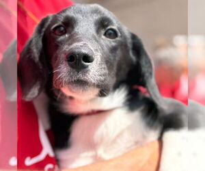 Labrador Retriever-Unknown Mix Dogs for adoption in Canton, CT, USA