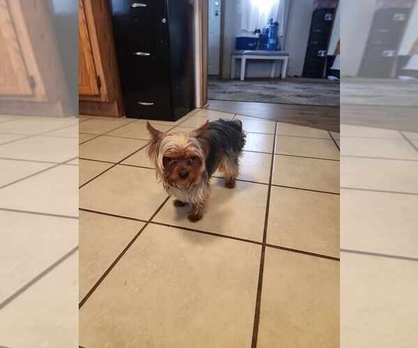 Medium Photo #1 Yorkshire Terrier Puppy For Sale in KYLE, TX, USA