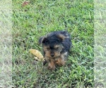 Small #8 Morkie