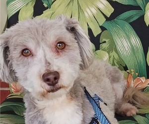 Havanese Puppy for sale in WINSTON SALEM, NC, USA