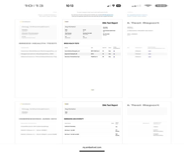 Medium Photo #11 Great Pyrenees Puppy For Sale in NEWTON, NC, USA