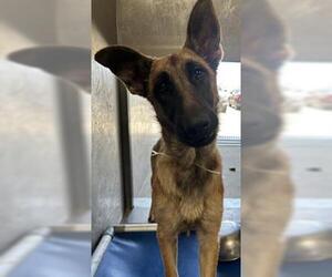 German Shepherd Dog Dogs for adoption in Downey, CA, USA