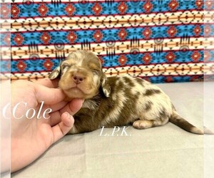 Dachshund Puppy for sale in WINNSBORO, LA, USA