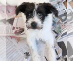 Small Photo #3 Jack Russell Terrier-Unknown Mix Puppy For Sale in Washington, DC, USA
