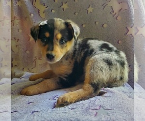 Pomsky-Rat Terrier Mix Puppy for sale in GOSHEN, IN, USA