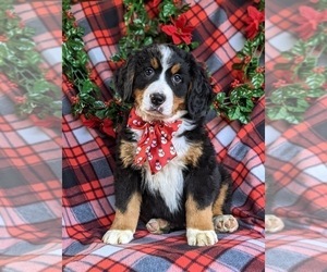 Bernese Mountain Dog Puppy for sale in NEW HOLLAND, PA, USA