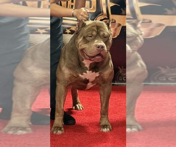 Medium Photo #1 American Bully Puppy For Sale in LOCUST, NC, USA