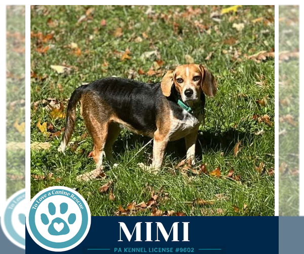 Medium Photo #3 Beagle Puppy For Sale in Kimberton, PA, USA