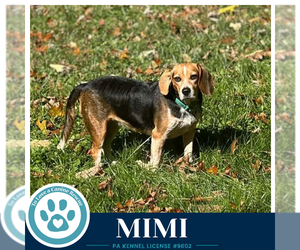 Mimi (Beagle Buddies) 102426 - Female Beagle Dog for Adoption - Photo #3