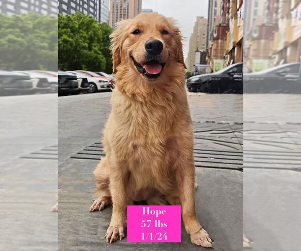 Medium Photo #2 Golden Retriever Puppy For Sale in West Hollywood, CA, USA