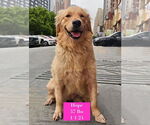 Small #1 Golden Retriever