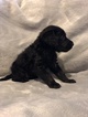 Small Photo #4 Labradoodle Puppy For Sale in FRUITA, CO, USA