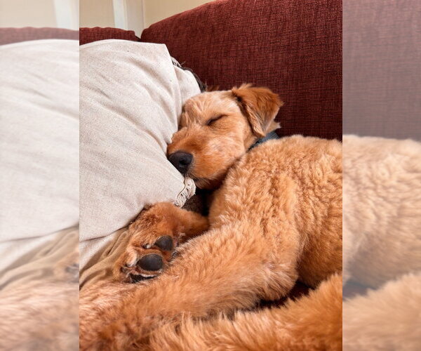 Medium Photo #4 Mutt Puppy For Sale in Minneapolis, MN, USA