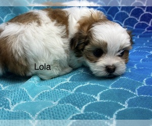 Mal-Shi-Shih Tzu Mix Puppy for sale in SILEX, MO, USA