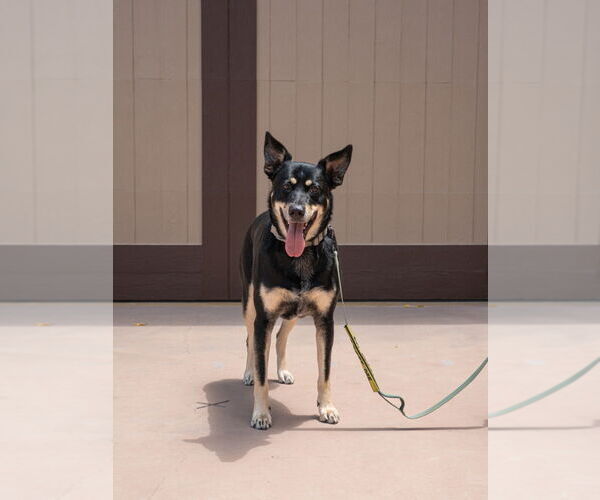 Medium Photo #16 Australian Kelpie-Unknown Mix Puppy For Sale in Lake Forest, CA, USA