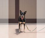 Small #15 Australian Kelpie Mix