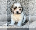 Puppy Chance Zuchon