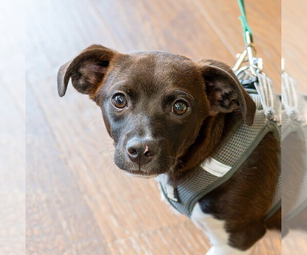 Medium Photo #3 Mutt Puppy For Sale in Mundelein, IL, USA