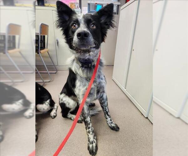 Medium Photo #1 Mutt Puppy For Sale in Burbank, CA, USA