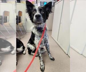 Mutt Dogs for adoption in Burbank, CA, USA