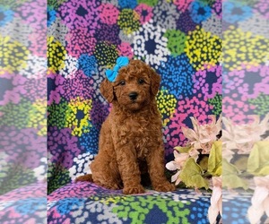 Poodle (Miniature) Puppy for sale in PEACH BOTTOM, PA, USA