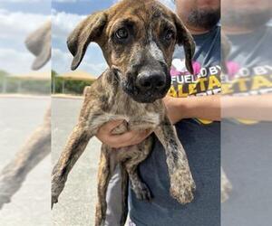German Shorthaired Pointer-Unknown Mix Dogs for adoption in San Antonio, TX, USA