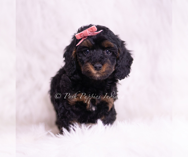 Medium Photo #57 Poodle (Miniature) Puppy For Sale in WARSAW, IN, USA