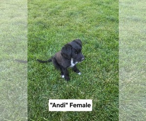 Poodle (Miniature)-Unknown Mix Dogs for adoption in MIDWAY, UT, USA