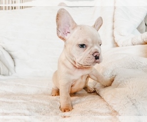 French Bulldog Puppy for sale in RIO RANCHO, NM, USA