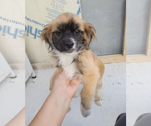 ShiChi Dogs for adoption in Oakhurst, NJ, USA