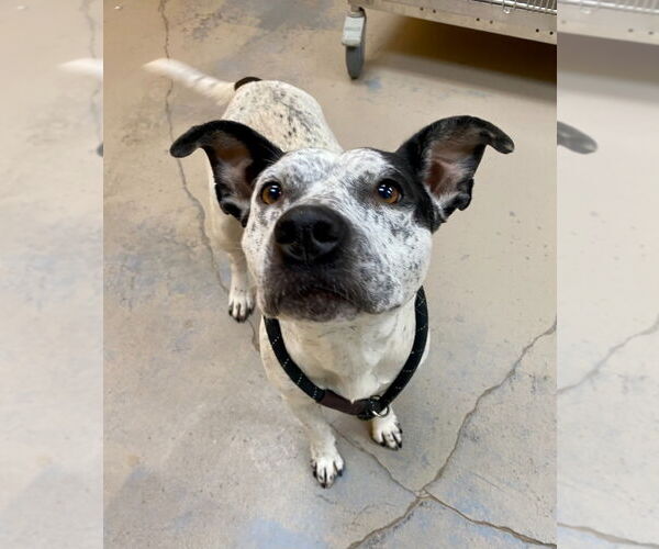 Medium Photo #2 Mutt Puppy For Sale in Bryant, AR, USA