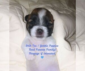 Shorkie Tzu Puppy for Sale in JACKSONVILLE, Florida USA