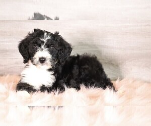 Bernedoodle Puppy for sale in FREDERICKSBG, OH, USA