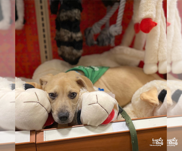 Medium Photo #8 Labrador Retriever-Unknown Mix Puppy For Sale in Washington, DC, USA