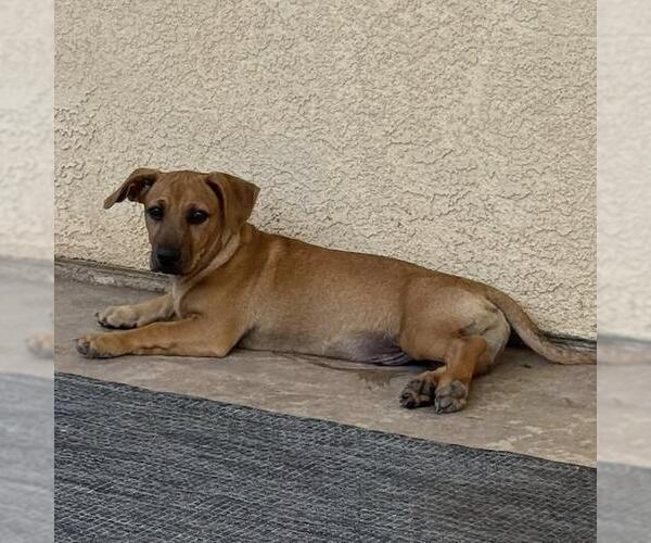 Medium Photo #12 Chihuahua-Unknown Mix Puppy For Sale in San Diego, CA, USA