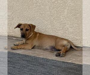 Lego Pup - Robo - Male Chihuahua-Unknown Mix Dog for Adoption - Photo #12